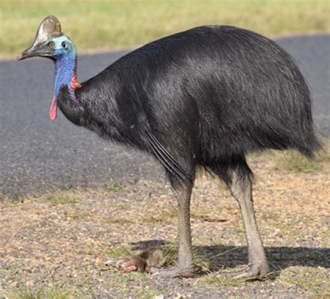 Cassowary Animal Planets The Most Extreme Wiki Fandom