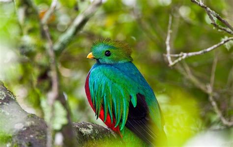 List Of Quetzal Pictures On Animal Picture Society Animals Starting