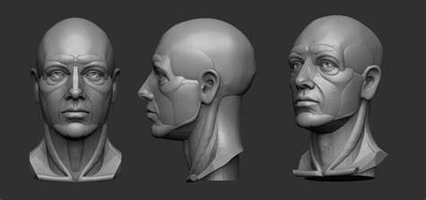 해부학 참고 자료 3d 캐릭터 캐릭터 디자인 인간 얼굴 그림 3d 모델링 인간 해부학 스케치 칠하기 얼굴 그리기