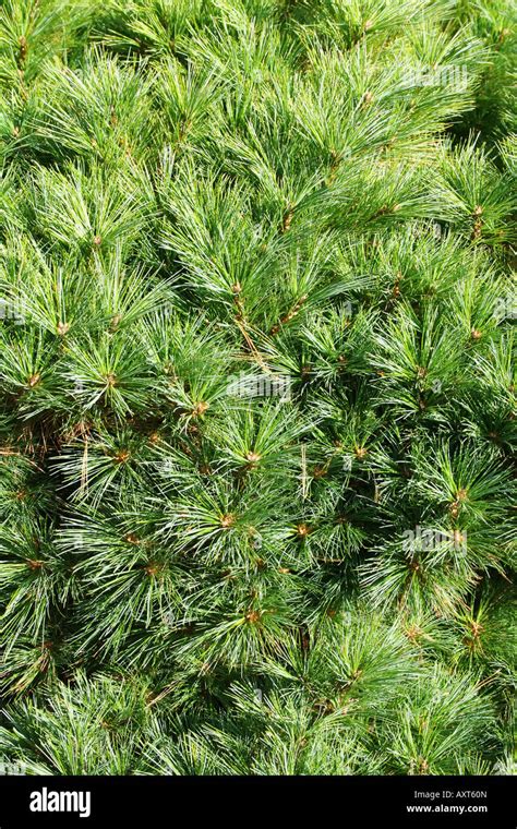 Green Conifer Branch Fir Pine Background Stock Photo Alamy
