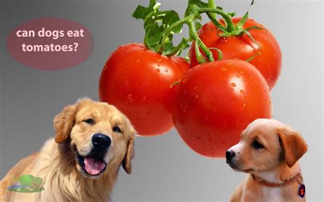Can Dogs Eat Tomatoes Is It Safe Pet Animal World