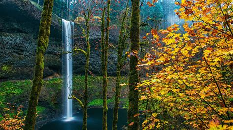 Foliage Forest With Waterfalls And Moss On Rock Oregon Usa Hd Nature