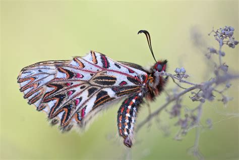 Images Gratuites Aile La Photographie Fleur Insecte Papillon De