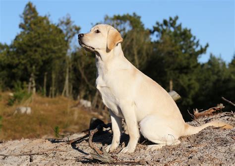 Labrador Retriever Honey Billeder Af Hunde Uploaded Af Bodil Og Honey