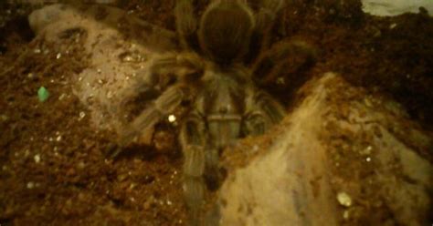 This Is My Chilean Rose Hair Tarantula Incy Imgur