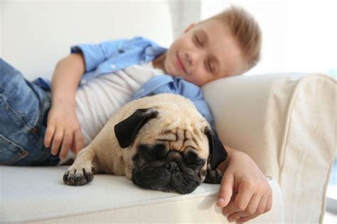 Fourteen Fun Facts About Pugs You Need To Know Vivamune Health Pug Facts Pugs Cute Baby