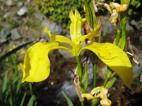 Yellow Flag Iris Ssisc