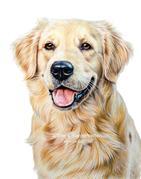 Golden Retriever Drawing Dog Portraits Dog