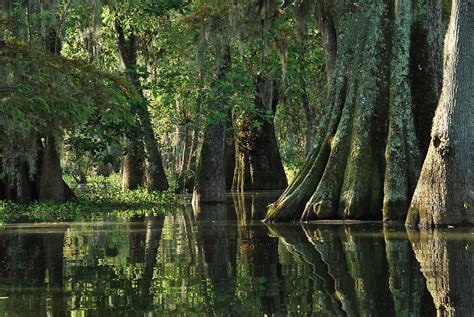 If a user is being abusive, please also submit an abuse report for our moderation team to review. "Louisiana Bayou" by Linda Trine | Redbubble