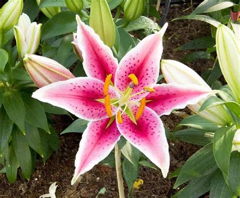 Stargazer Lilies For Sale Buying And Growing Guide