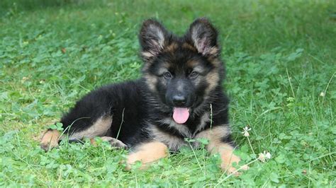 Black And Brown German Shepherd Puppy On Green Grass Hd Wallpaper