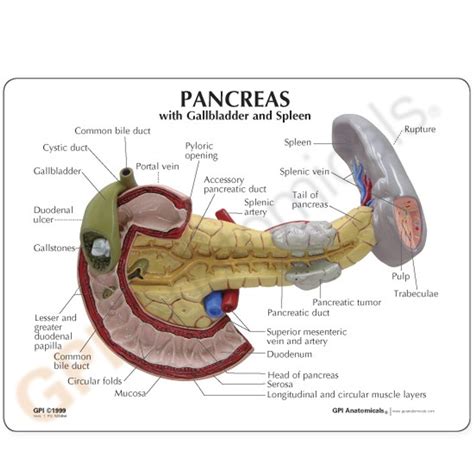 Anatomical Models Liver Gallbladder Pancreas