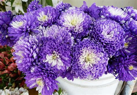 Purple And White Petaled Flowers Chrysanthemums Flowers Two Color