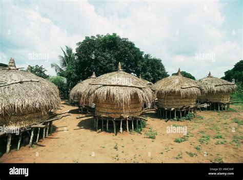Wooden Huts With Thatched Roofs On Stilts For The Storage Of Corn Togo