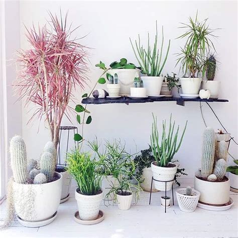 How To Decorate Your Interior With Green Indoor Plants And Save Money