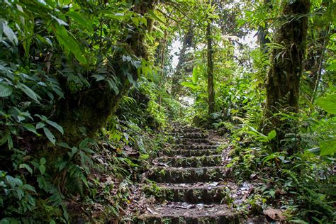 Monteverde Cloud Forest Costa Rica Specialists