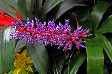 Exotische Pflanze 3 Foto & Bild | pflanzen, natur Bilder auf fotocommunity