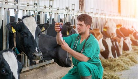 'Stressed' vets desperate for help from foreign workers | Newshub