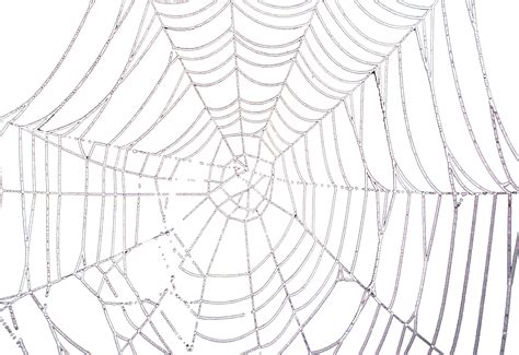 Get Web Png Transparent Background Spider Web Clipart In The Sudamek
