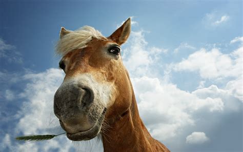 Funny Horse Closeup Wallpaper 1920x1200 13196