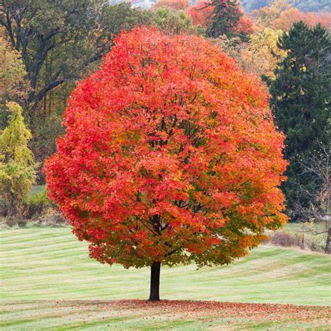 7 Colorful Fall Trees With Beautiful Foliage Autumn Leaves