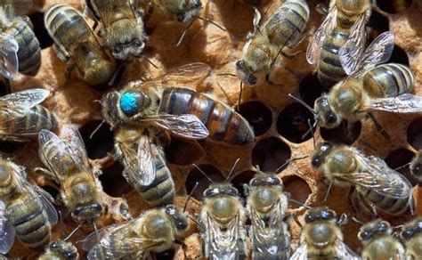 She is the bees are trying to tell a story about something happening inside the hive. How to Mark a Queen Bee in 4 Simple Steps (With Pictures)