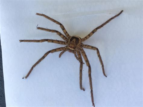 Male Heteropoda Venatoria Huntsman Spider In Daytona Beach Florida United States