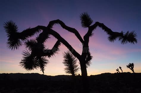 Joshua Tree Sunset Silhouette Stock Photo Image Of Desert California