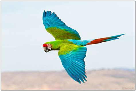 Military Macaw In Flight Macaw Parrot Pet Pet Birds