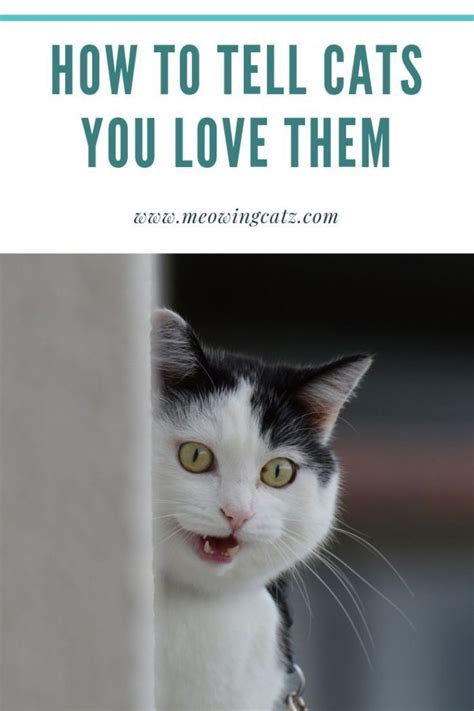 How To Tell You Cats That You Love Them Cat Love Cat