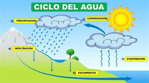 Ciclo HidrolÓgico Del Agua Evaporación Condensación Precipitación
