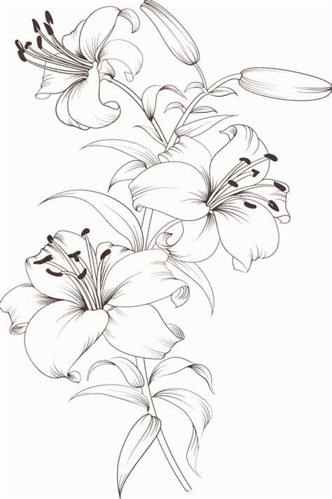 Stargazer Lily Line Drawing At Drawing