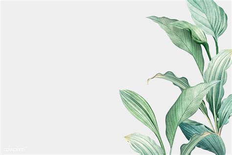 Discover 800 Desktop Backgrounds Plants For Your Love Of Green On Screens