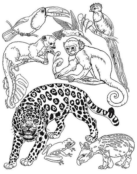 Amazon Rainforest Animals Colouring Pages Coloring For Kids