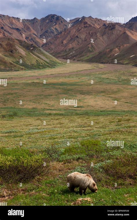 Grizzly Bear Denali National Park Alaska Stock Photo Alamy
