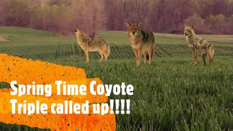 Spring Time Coyote Hunting West Tn Predator Hunting Youtube