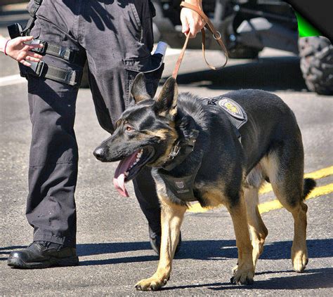 ¿cuáles Son Las Mejores Razas De Perros Policía