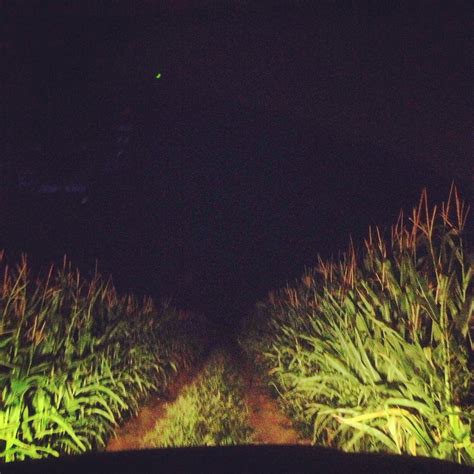 Corn Field At Night Paranormal Aesthetic Cornfield Night Aesthetic