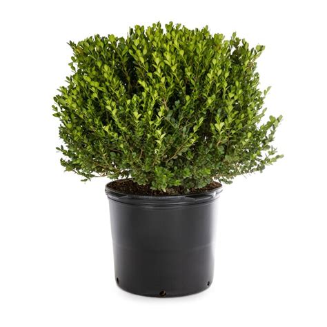 5 Gallon White Wintergreen Boxwood Foundationhedge Shrub In Pot L3448