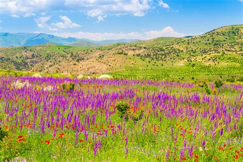 Summer Purple Flowers In A Field In The Mountains Stock Photo Image