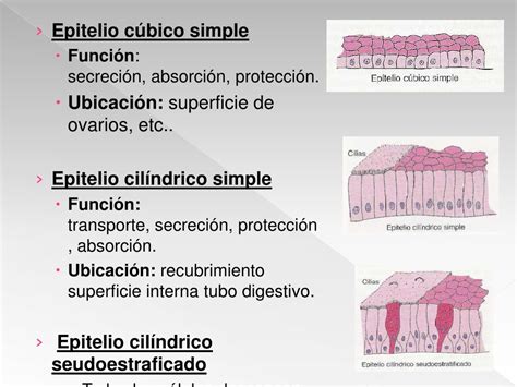 Funciones Del Tejido Epitelial