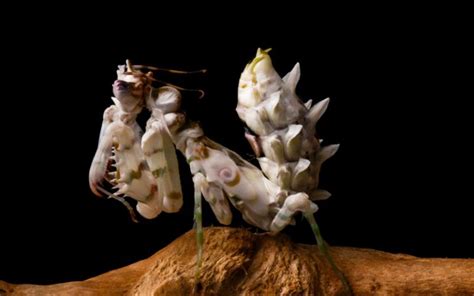 Spiny Flower Mantis Species Profile Facts Insectic