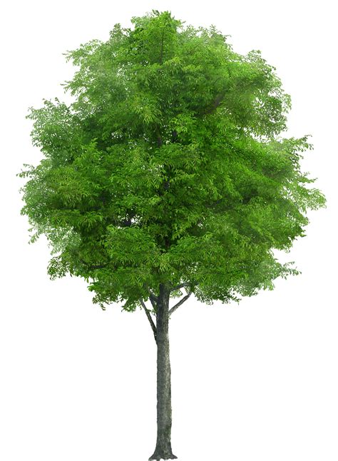 Realistic Tree Png Transparent Image Png Arts