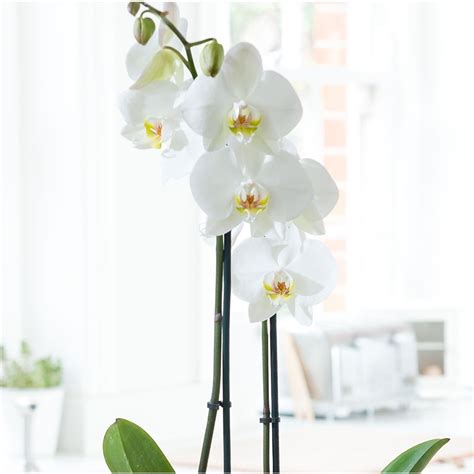 T Wrapped White Phalaenopsis Orchid Orchid Shop By Plant Plants