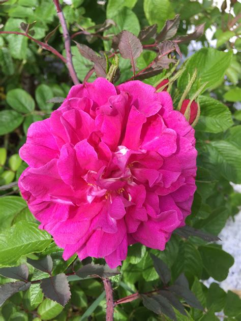 We did not find results for: The Perfect Hansa Rose, St Paul, Alberta, Canada | Rose ...