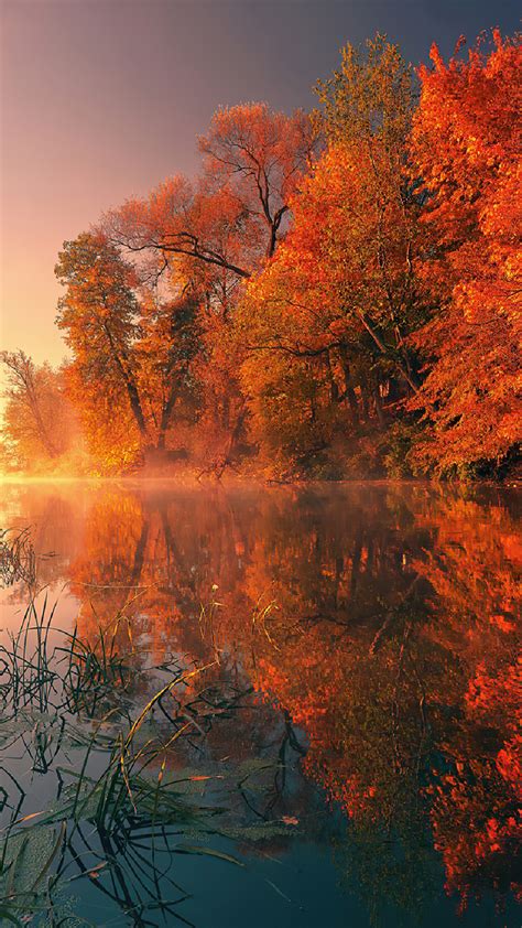 1440x2560 Trees Fall Reflection Autumn 4k Samsung Galaxy