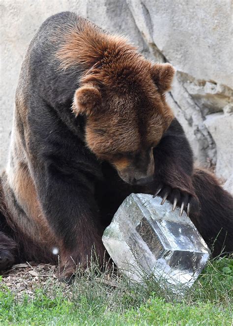 Chicago Zoological Society Animals Enjoying Icy Treats At Brookfield Zoo