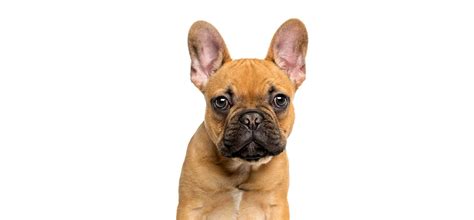 Please start by submitting an online adoption application. French Bulldog Puppies For Sale • Adopt Your Puppy Today ...