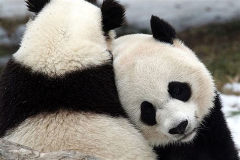 Lilpanda Blog Panda Hug