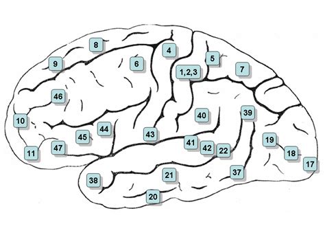 Brodmann Area 4 Psychology Wiki Fandom